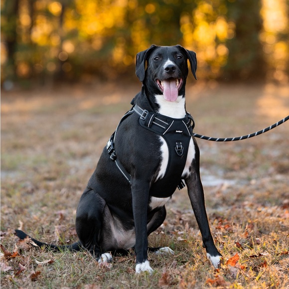 Hello! My name is Bonnie😊 - Picture 3 of 5
